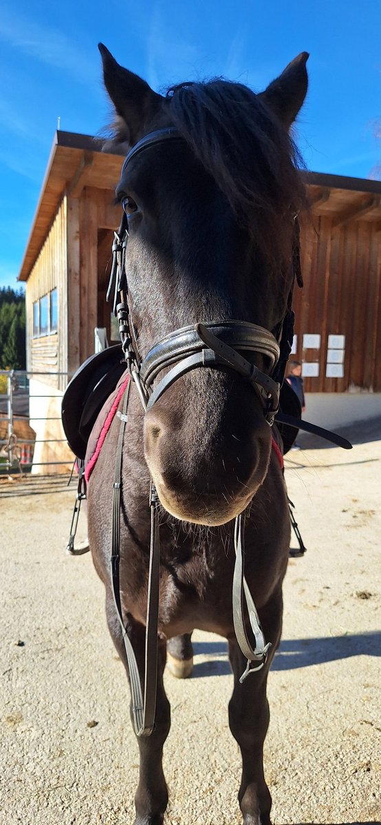 Suche Hund, Hase, Ziege, Pferd, Pony zum kuscheln.... Es tat die Tage so gut, das Hirn mal nicht auf Hochtouren zu haben 🥰 (Vielleicht war es auch nur die Sonne 🤔)