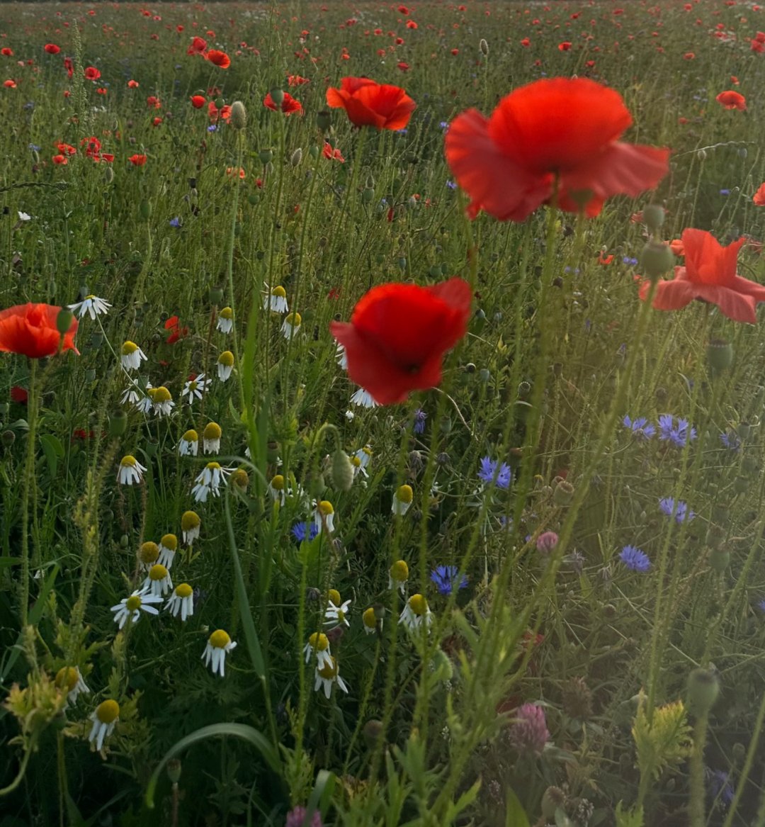 Lest We Forget ❤️ We Will Remember Them ❤️  Thank You ❤️
