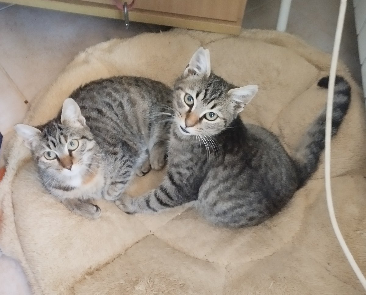 NatStepic's tweet image. Barn Kittens #Barncats