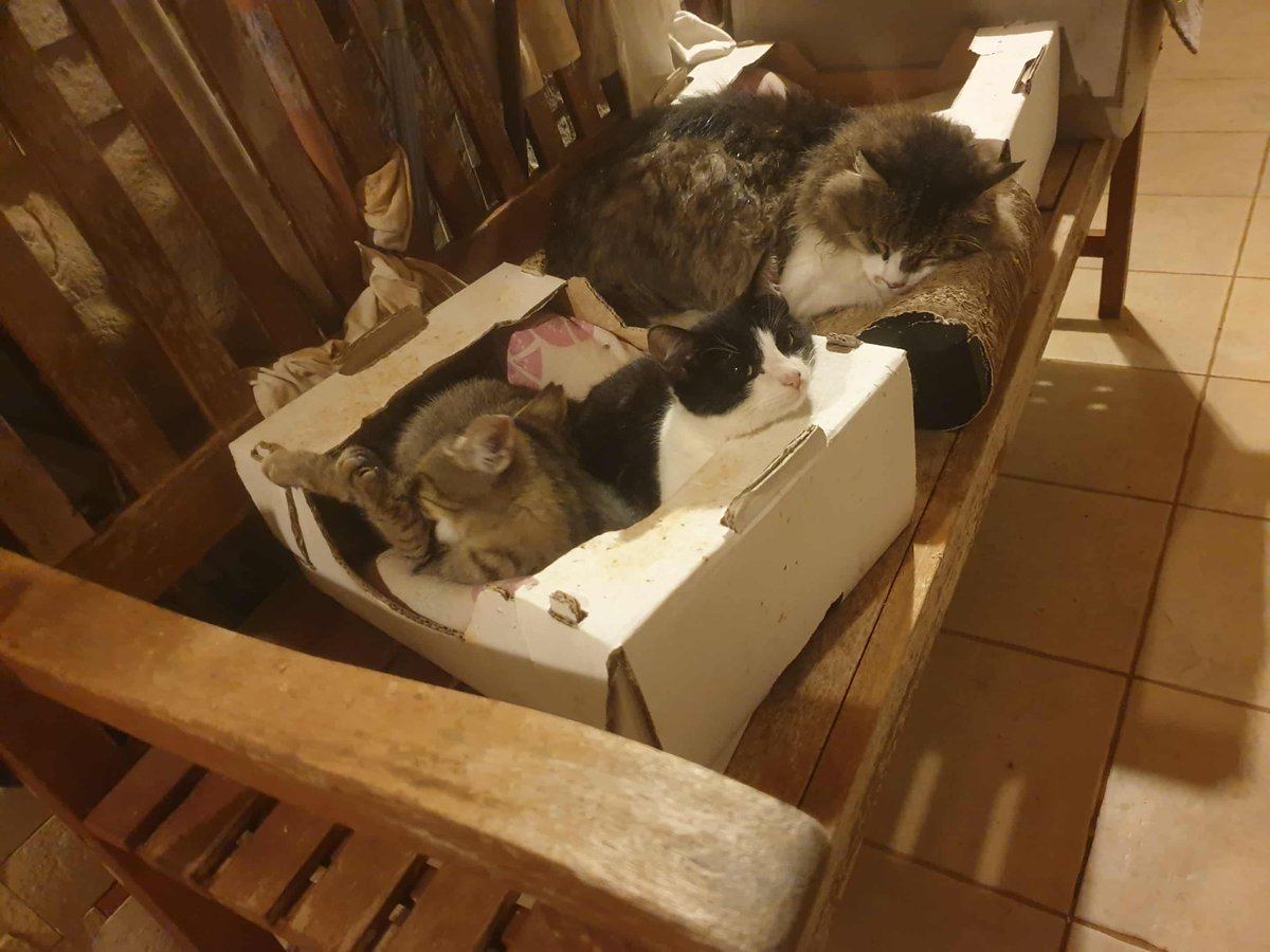 NatStepic's tweet image. Barn Kittens #Barncats