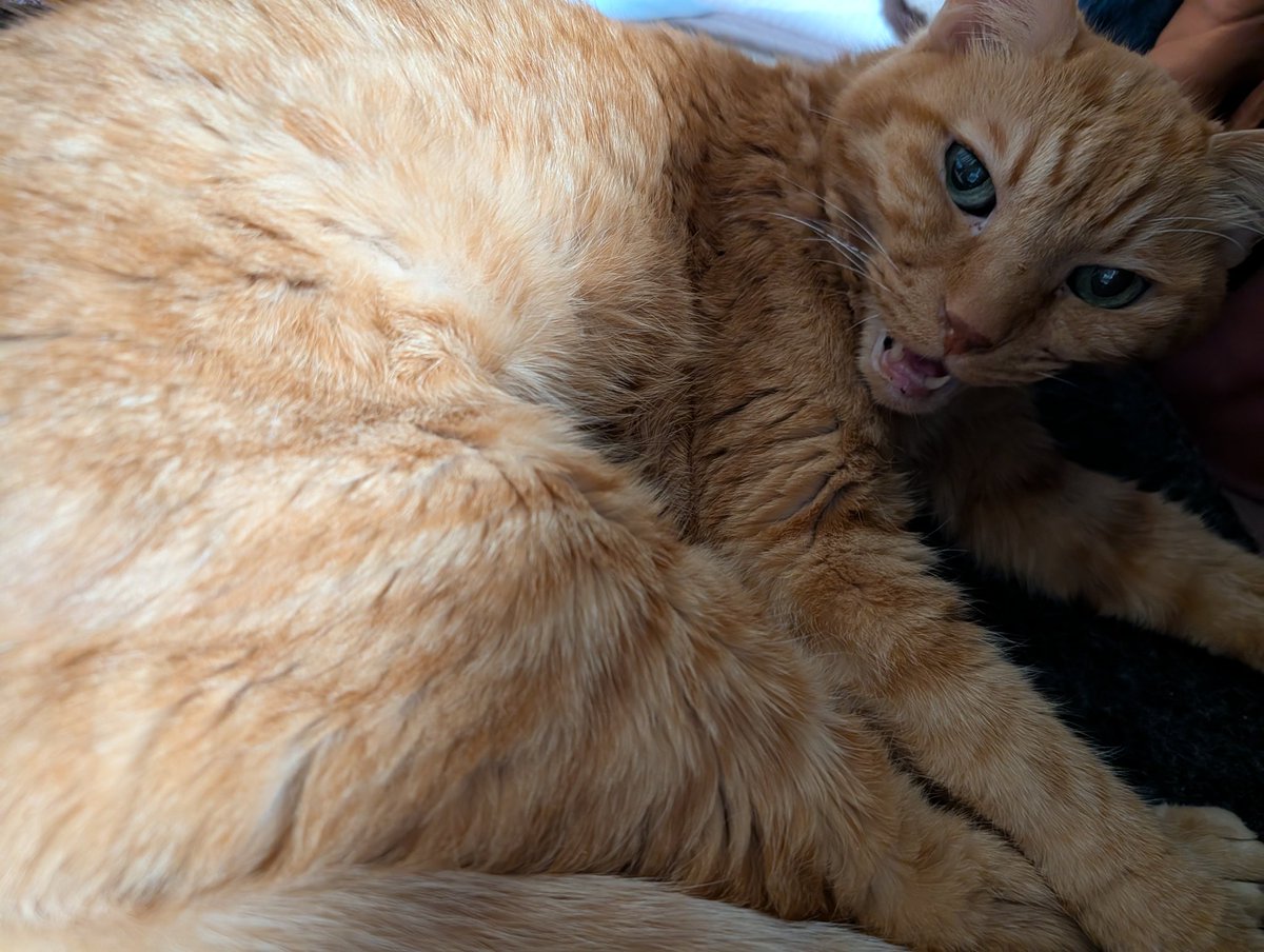 ねことの時間。
こたつに半分頭を入れて寝ていたところ