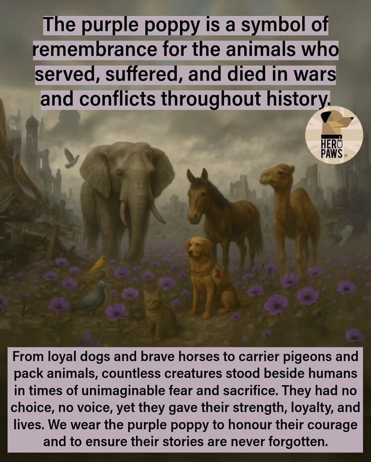 LadyChessington's tweet photo. Lest we forget 💜❤️🐾
#LestWeForget #RedPoppy #PurplePoppy #RemembranceSunday #AnimalsOfWar #TeamLadyChessington #TheyAlsoServed https://t.co/V2xa8Yp1I2