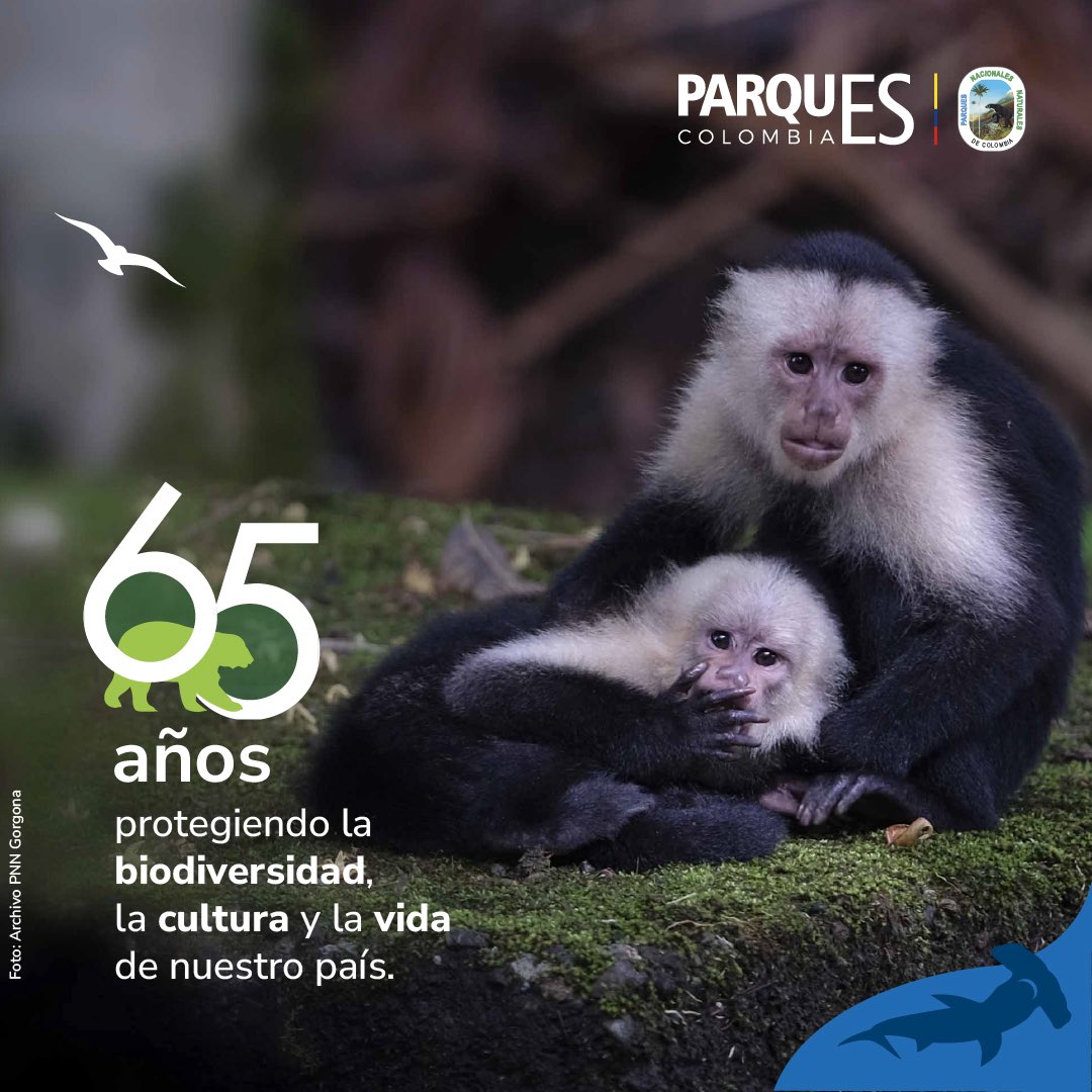 ¡Hoy celebramos 65 años! 🏞️🥳
65 áreas protegidas que son vida, diversidad y orgullo colombiano.
Cuidamos los tesoros naturales y culturales del país.

💚 ¡#ParquesEstáDeFiesta y tú eres parte de esta historia!