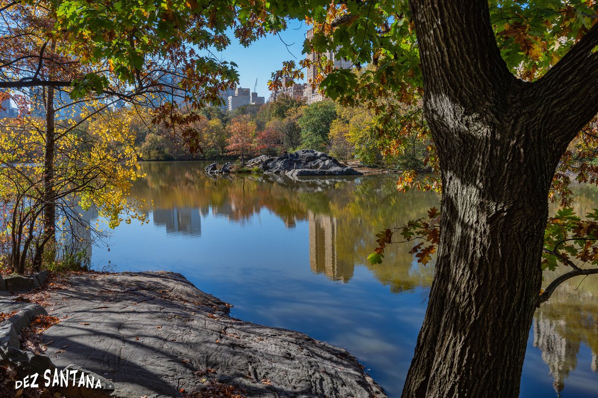 DezSantanaPhoto's tweet image. Fall's Seasonal Beauty 🍁🍃 🍂
#autumn #fallcolors #nyc