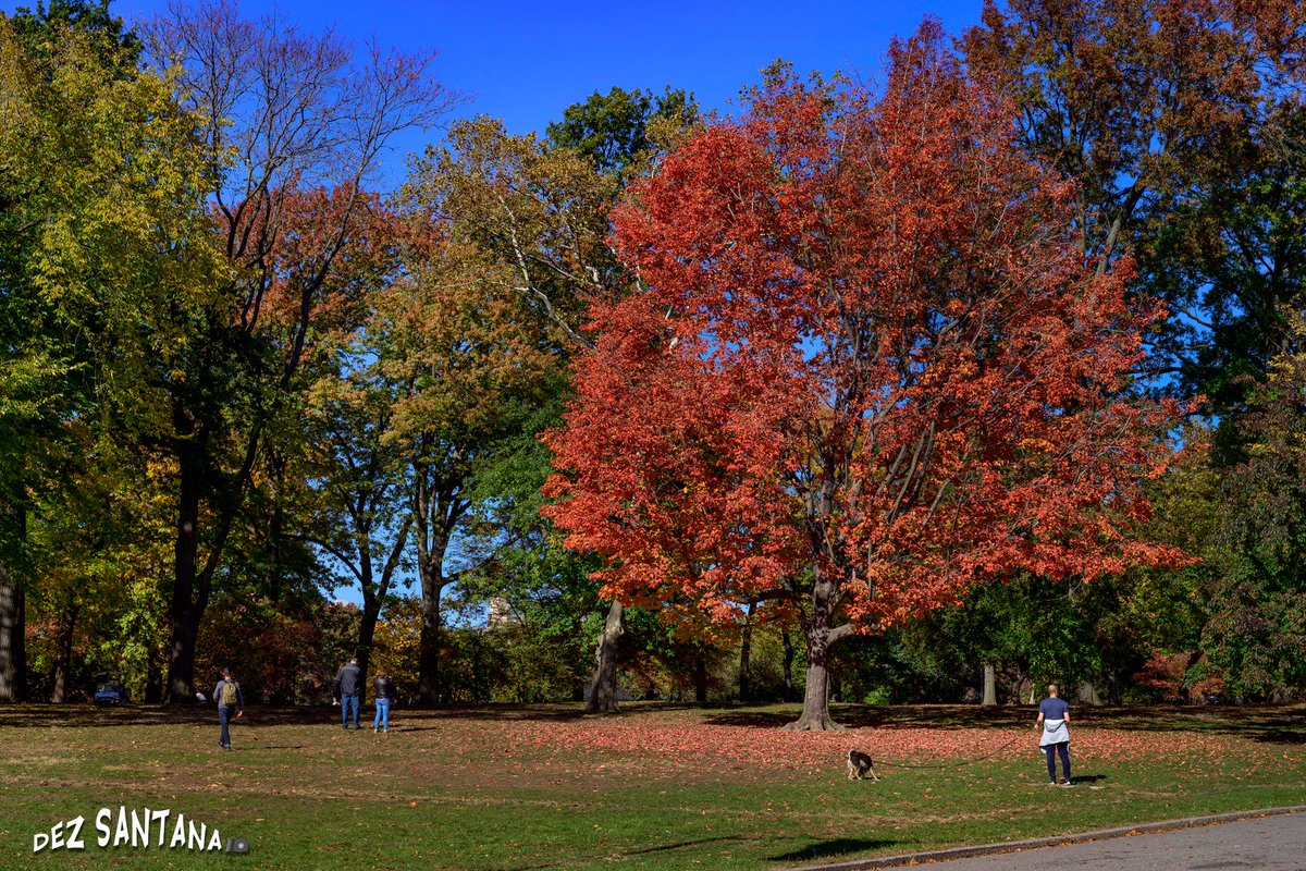 DezSantanaPhoto's tweet image. Fall's Seasonal Beauty 🍁🍃 🍂
#autumn #fallcolors #nyc