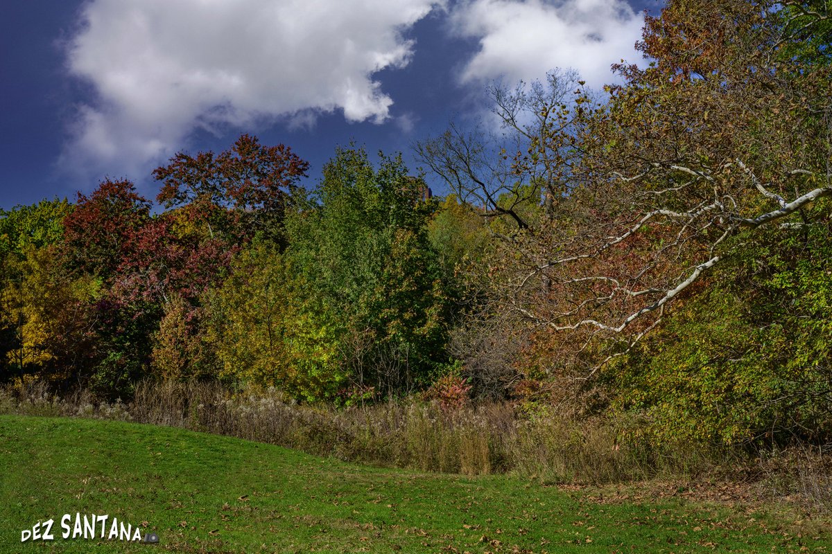 DezSantanaPhoto's tweet image. Fall's Seasonal Beauty 🍁🍃 🍂
#autumn #fallcolors #nyc