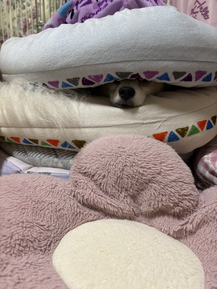 𝓟𝔲𝔫𝔡𝔞𝔯𝔦𝔠𝔞𝔰𝔱𝔢𝔯🎸🐶🚗🐺🥀🖤⚔️🎌 tweet media