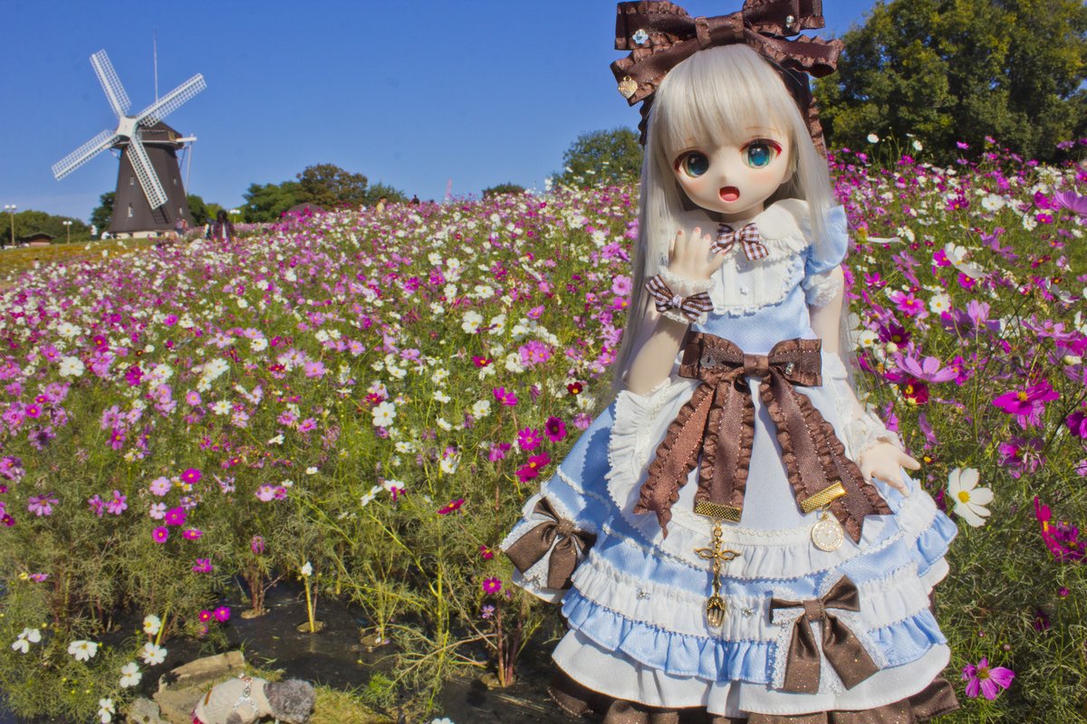 せっかく背景が綺麗なので、背景をぼかさずに撮影
なんかワンちゃんも写り込んでますねｗ
コスモスが成長しすぎてて地面置けないので割とマッスル撮影になってました
三脚台座羨ましいなぁ
#akiっこ
#木茶動物園
#うちのこかわいい
#MDDはいいぞ
#もちあし