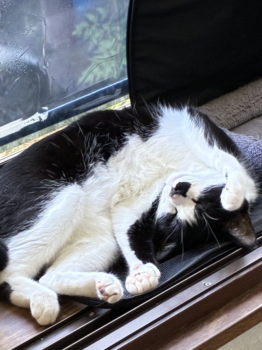 takokiti7824's tweet photo. うちの猫が本日19時ごろ脱走してしまいました。
似たような猫等、情報があったらお願いします。
名前:うみ
年齢:約3歳
特徴:ご飯の時以外あまり鳴きません。
割と人見知りです。
初めての脱走で心配です。情報お願いします。
神奈川県大和市福田
#大和市
#高座渋谷
#高座渋谷駅周辺
#迷い猫
#猫
#脱走 https://t.co/2gEZbQmBY6