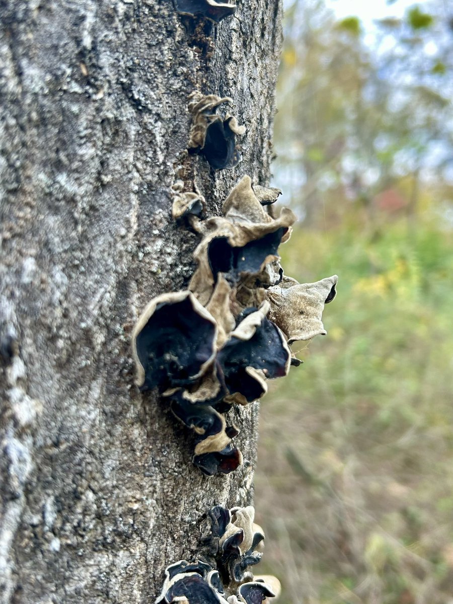 Essau1969's tweet image. #SundayFunday 2nd to last #Foray of the season today #Forage 🍄‍🟫#Hike 🥾 LFG!!!!!!!!!!! 💫