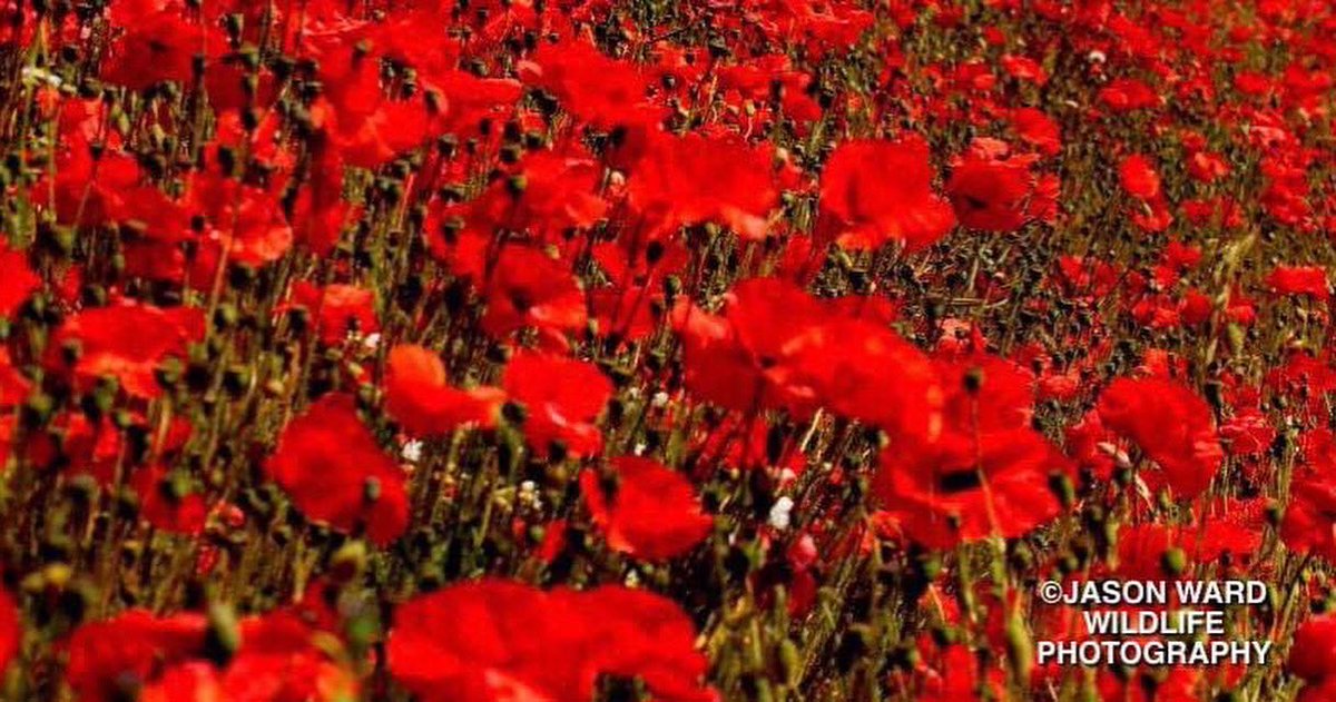 Jay Ward Wildlife Photography tweet media