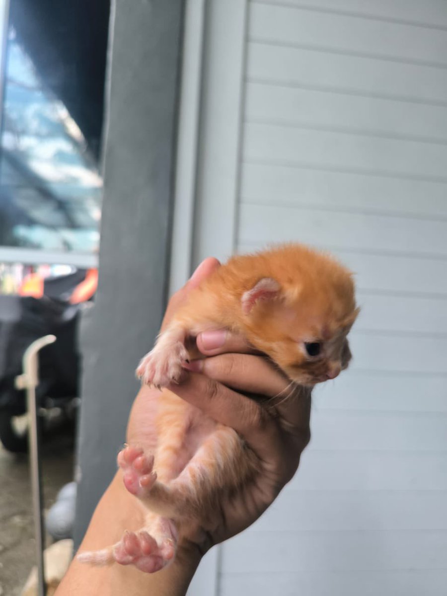 babylilgoppi's tweet image. open adopt for free daerah pamulang usia 2 bulanan ganti pakan 2 pack sajaahh bisa negooo guys