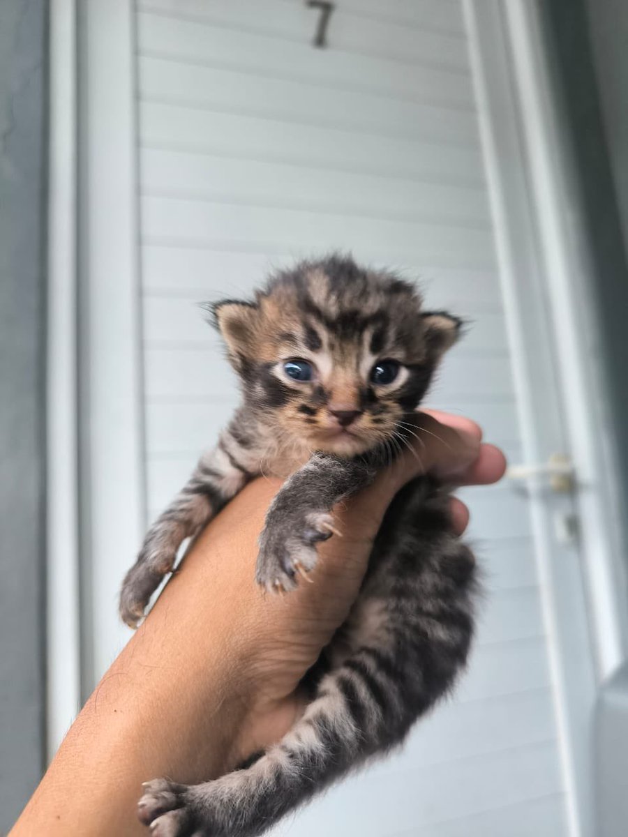 babylilgoppi's tweet image. open adopt for free daerah pamulang usia 2 bulanan ganti pakan 2 pack sajaahh bisa negooo guys