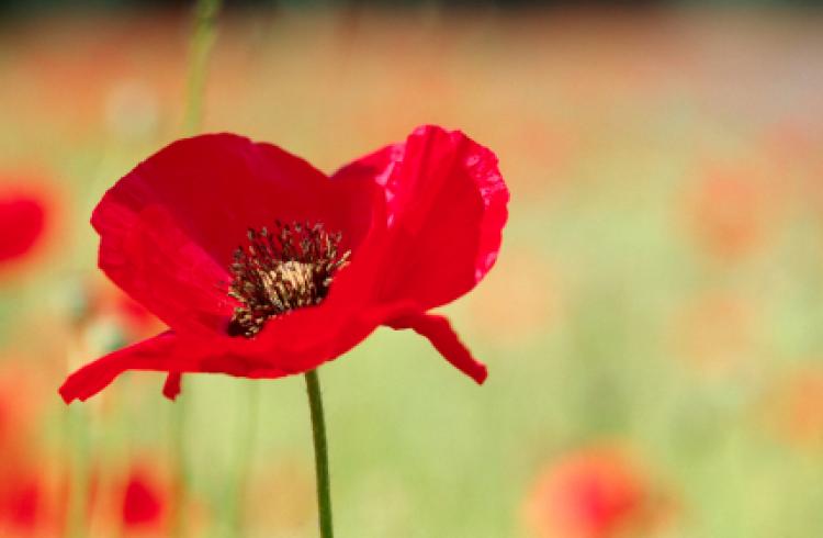 EntEngine's tweet image. 🎙️Today, on Remembrance Sunday, we remember the brave people who died so we can live free🙏

Lest we forget🌹

#RemembranceDay #Sunday #LestWeForget #remembertogether