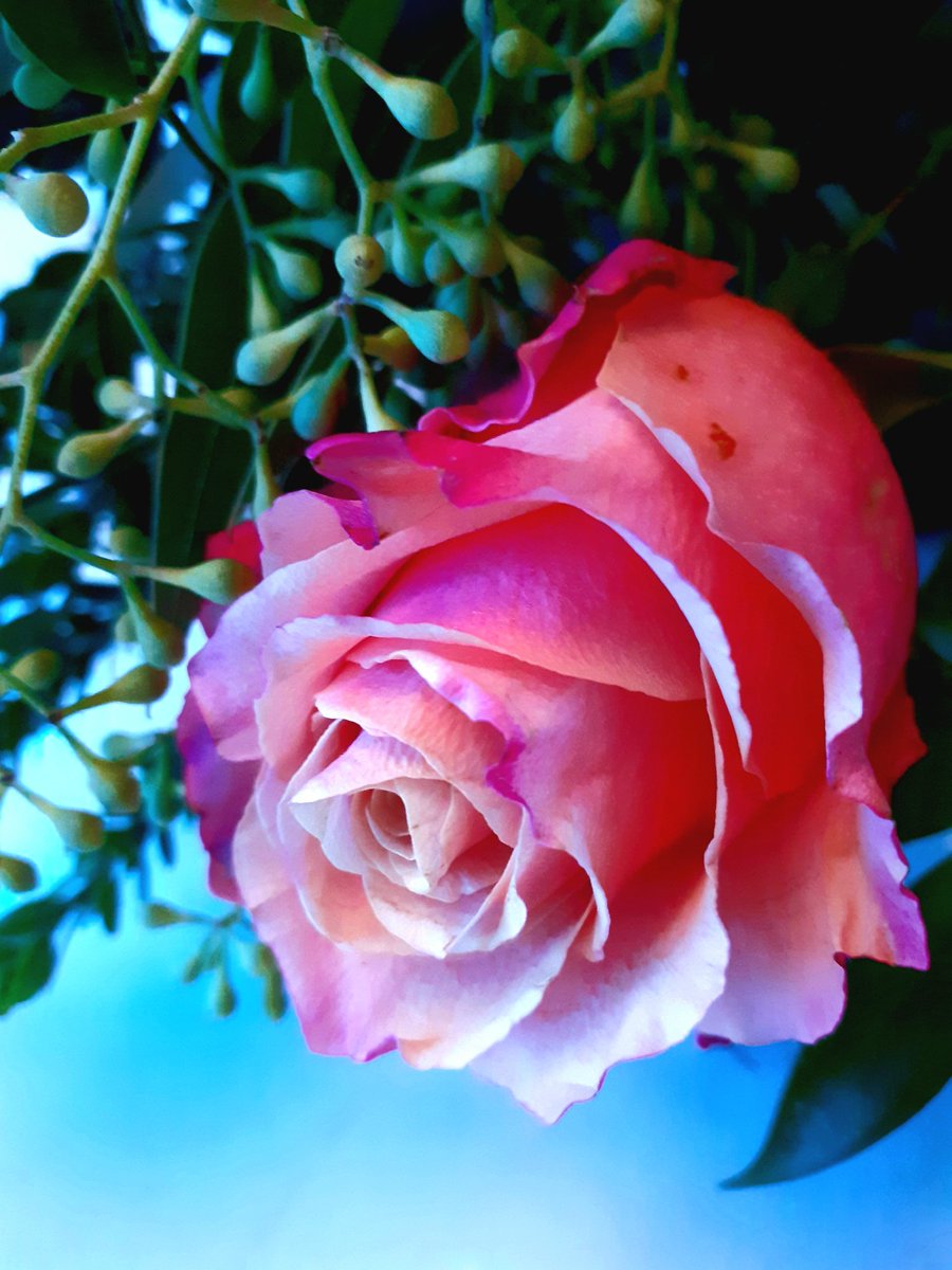 Salute: Prevenire (@sprevenire) on Twitter photo 