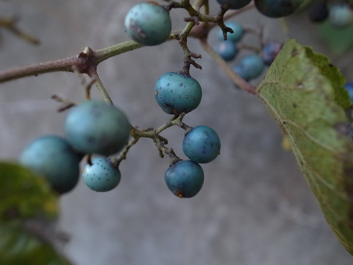 ターコイズブルーの小宇宙

陰のヒカリのなか
燻銀のように輝く

#olddigitalcamera #ccd #ricoh #ricohgr #grd4 #grdigitaliv #チャンプカメラ #道端散策 #野ぶどう