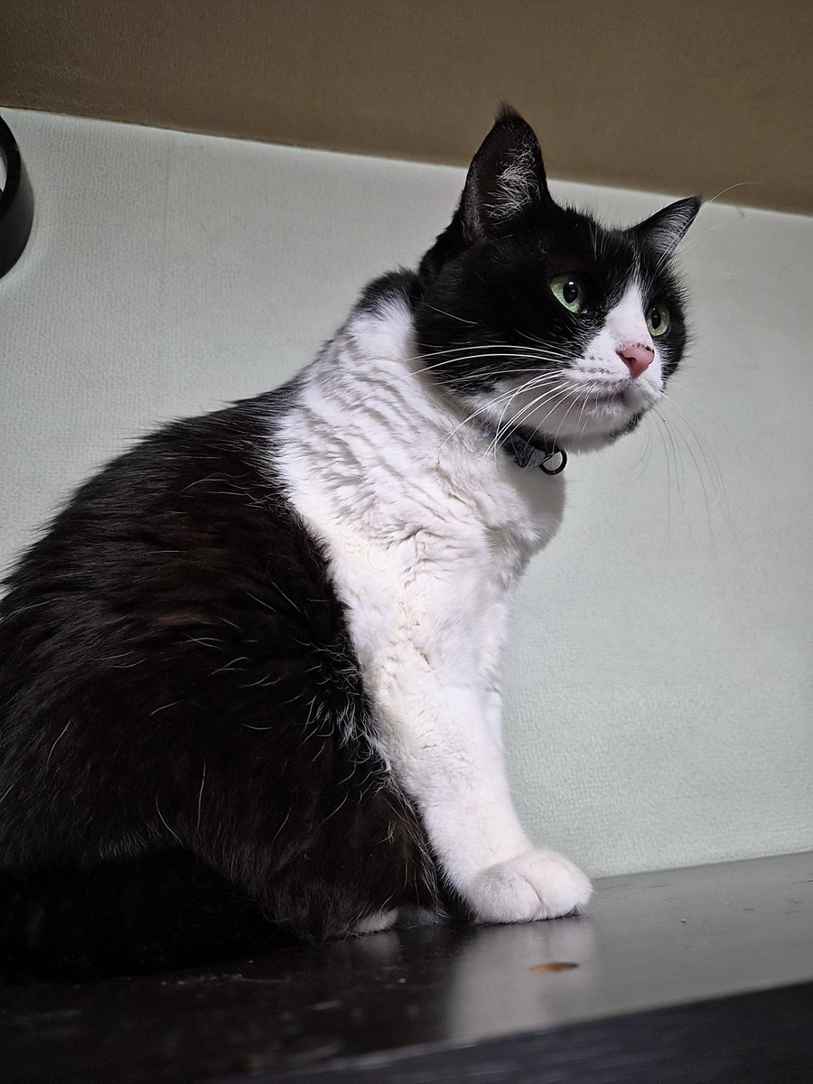 魁戸一鈩(｢・ω・)｢ｷﾞｬｳ🟣かいといちろ on X