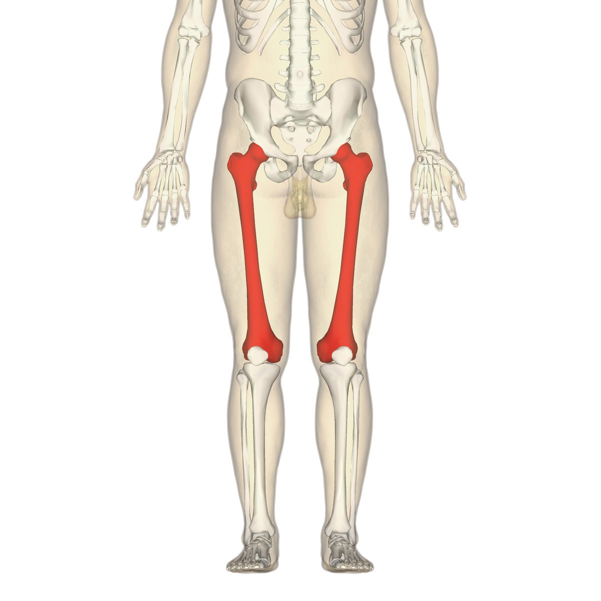 General__factz's tweet image. Do You Know---- 
This is the femur bone... Largest bone of our body...
#generalfact 
#Biologyassignment 
#biologyhomeworkhelp 
#knowinteretingfactwithme