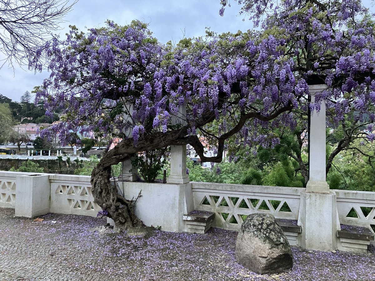 carlosmanuel_ms's tweet image. A glicínia é centenária, mas todas as primaveras dá-me alegrias. Infelizmente, este ano não a pude fotografar por causa das obras que estavam em execução em Sintra.