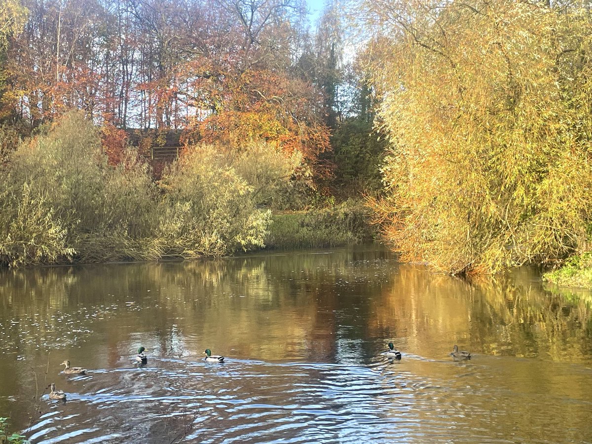 peterbreene's tweet photo. Autumn in Edenderry and Minnowburn. @WeatherCee @AlastairMackay @bbcweather #Autumn #leaves #nature #walk #sunshine https://t.co/AYFr0GoOvW