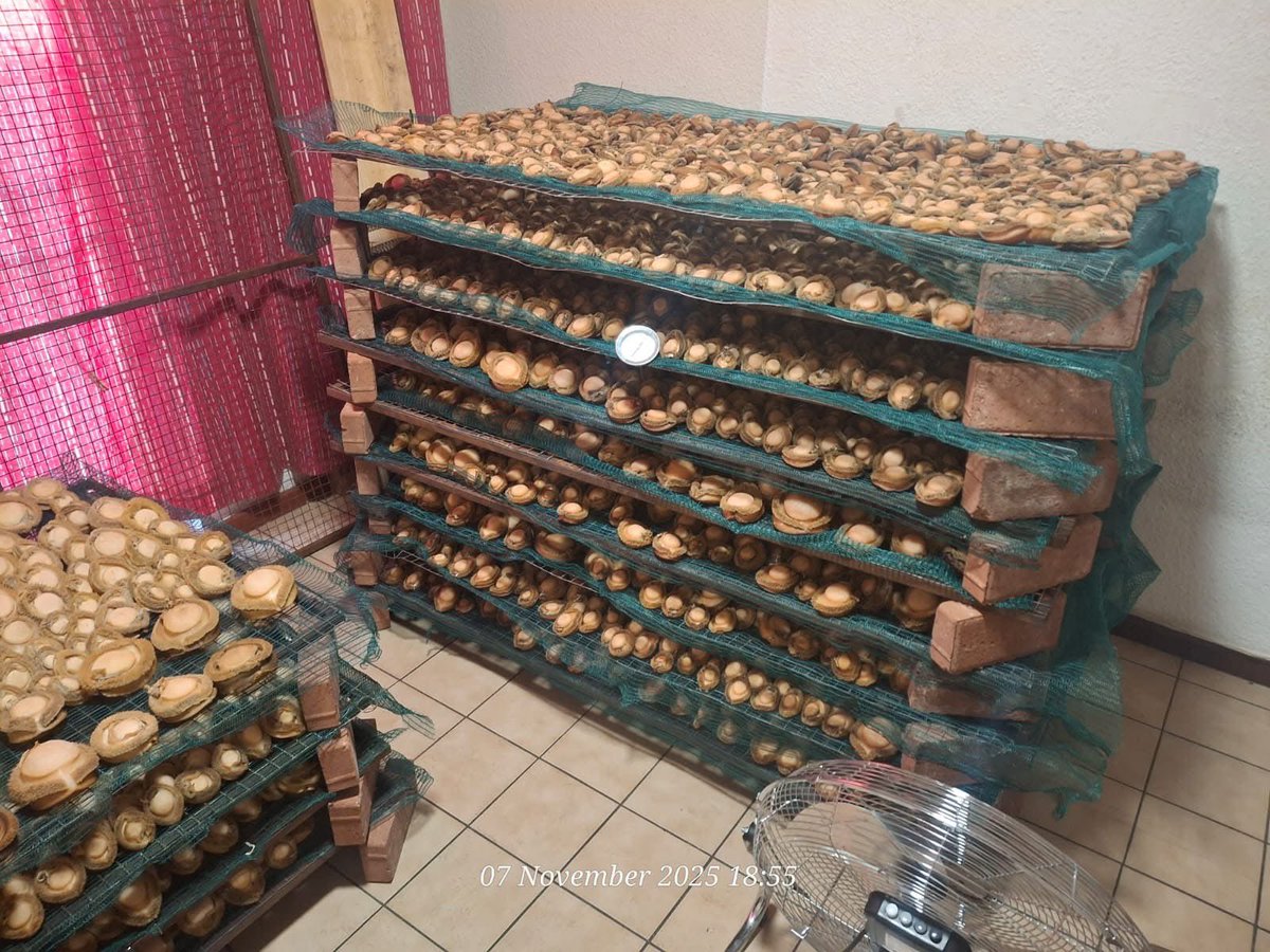 Abramjee's tweet image. An intelligence driven operation, conducted by members of @SAPoliceService Operation Lockdown III and the Endangered Species K9 Unit, led to the arrest of Chinese and Malawian nationals for the possession of #abalone on Friday, 07 November 2025, in Amazon Street, Primrose Park in