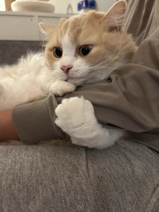Image from グリとグラとジル🐾 (@_____gr69)