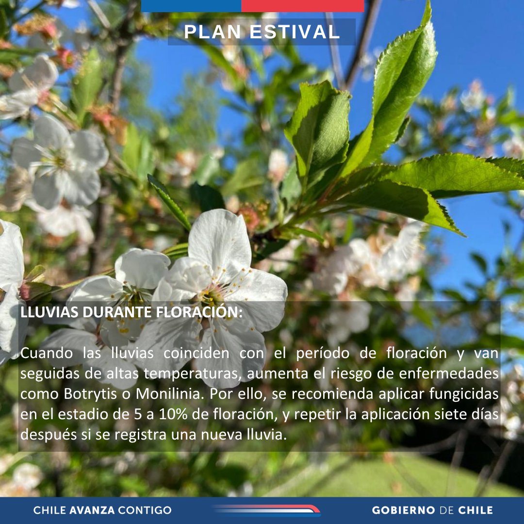 🌧️🌼🌦️¿Cómo debe afrontar el agro las lluvias primaverales? Compartimos estas recomendaciones de la UGRA del <a href="/MinagriCL/">Ministerio de Agricultura de Chile 🇨🇱</a>. <a href="/Sub_Agricultura/">Subsecretaría de Agricultura</a> <a href="/INDAP_Chile/">INDAP_Chile</a> <a href="/meteochile_dmc/">MeteoChile</a>