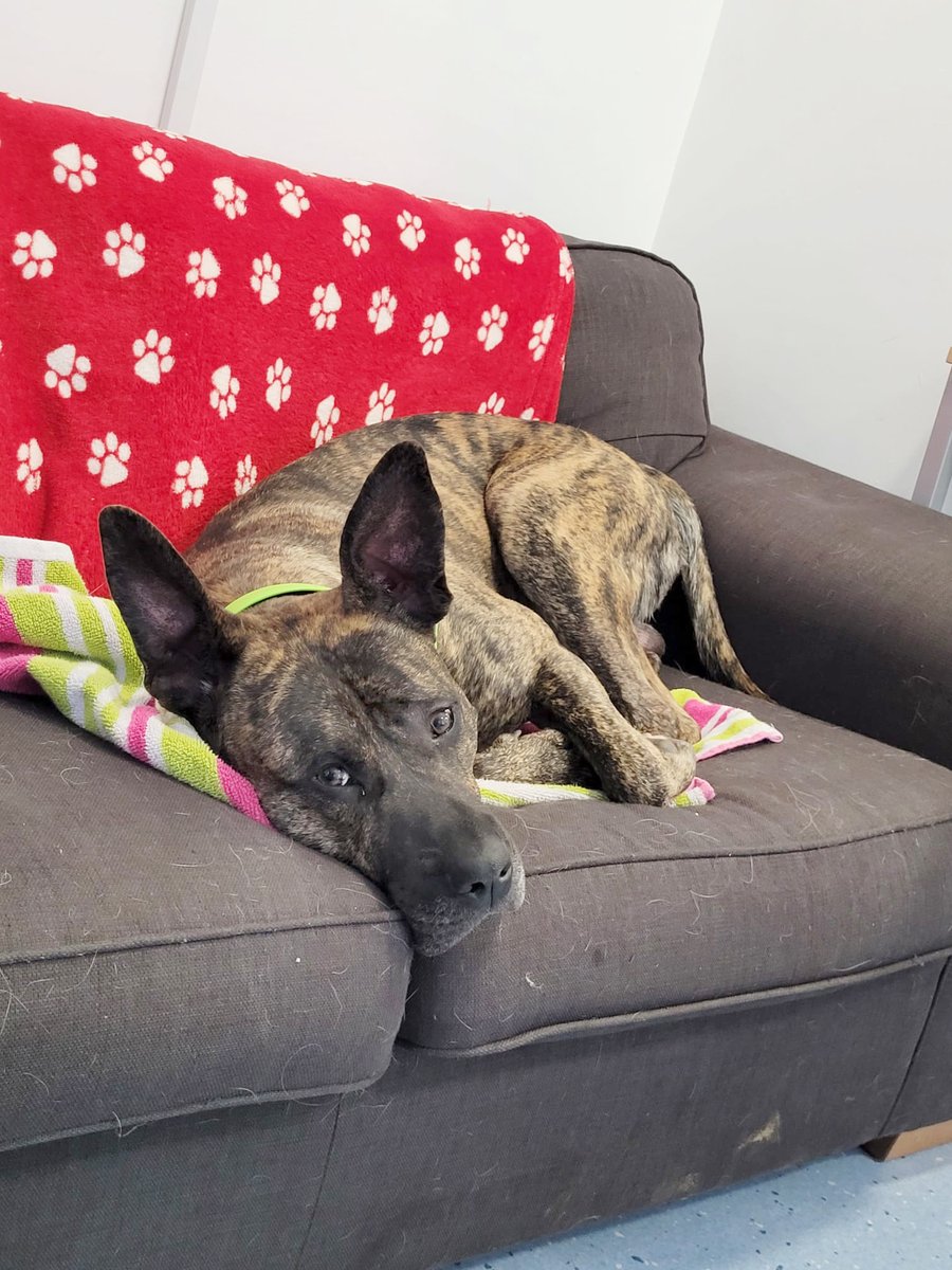 Jus' chillin' with our Underdog Kaye. 🥰

Surely someone out there will be a good match for this big baby of a dog? 🤞

Meet him 👉 

#RescueDog #AdoptDontShop #Leeds #JustABaby #DogRehoming #DogAdoption #AdoptADog #SundayVibes #SnoozySunday <a href="/DogsTrust/">Dogs Trust 💛🐶</a>