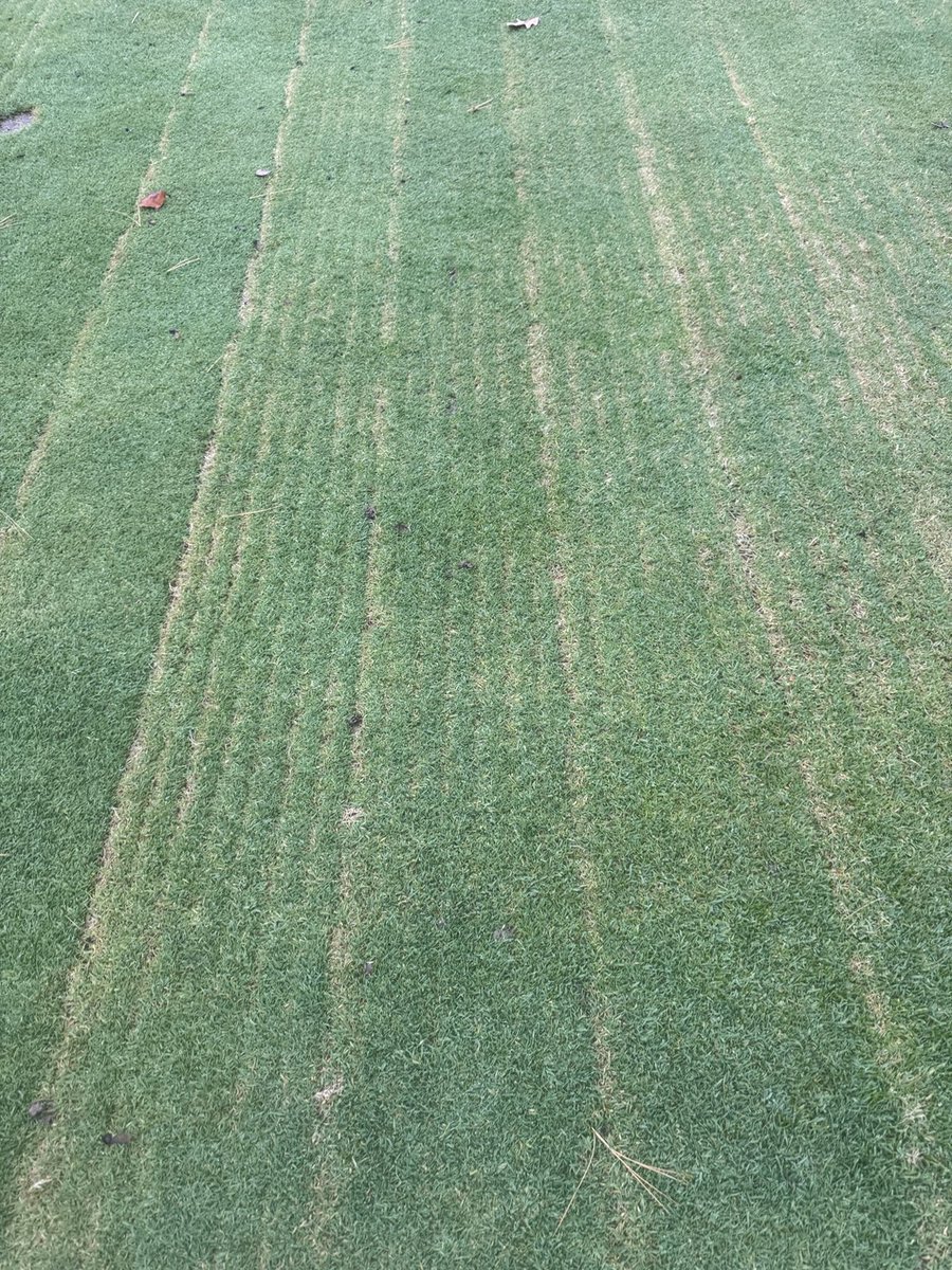 ROI already? Recent Verti cut and Verti quake work in fairways paying off. After recent rains this week and low sun angles history typically has us transition to CPO. Not today. Carts cross!