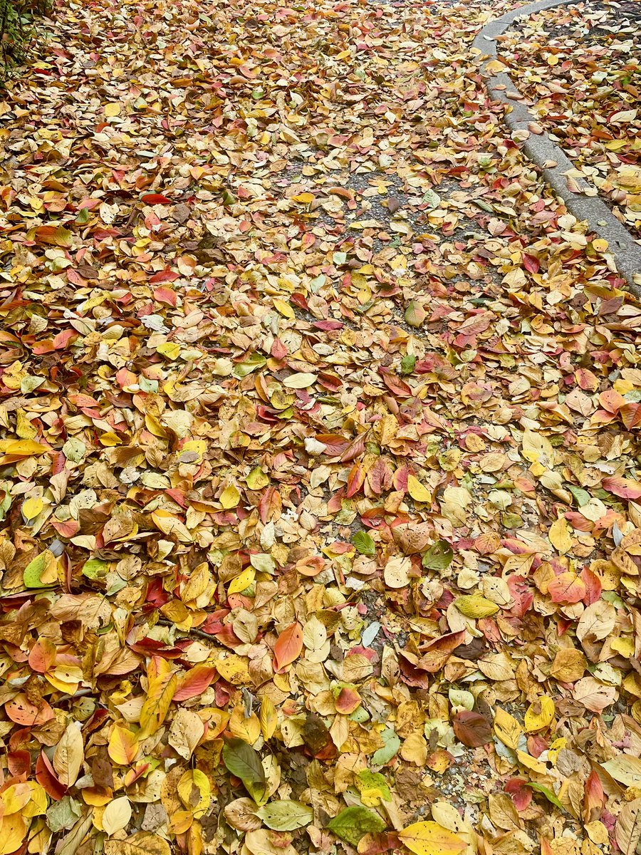 nyuushibou's tweet image. 秋、あっという間に終わった🍂
東北で秋物の服を着るタイミング、3日くらいしかない