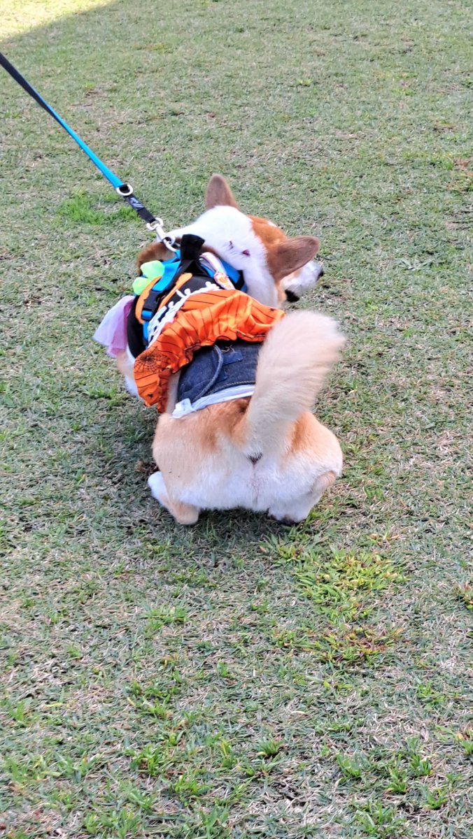 つっつん⭐︎ コジとしんのかぁしゃん(kazu) on X