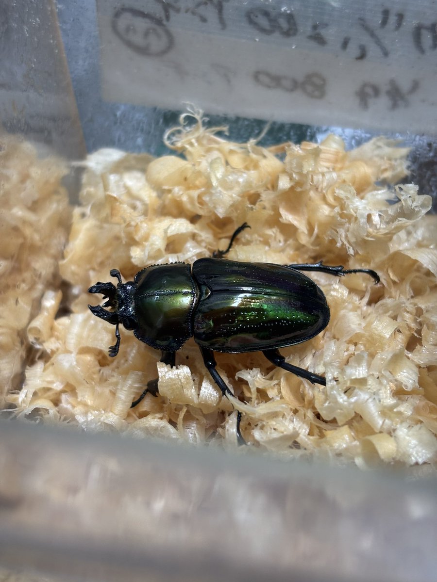 さきみち_桜道 on X