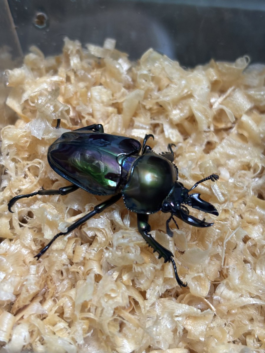 さきみち_桜道 on X