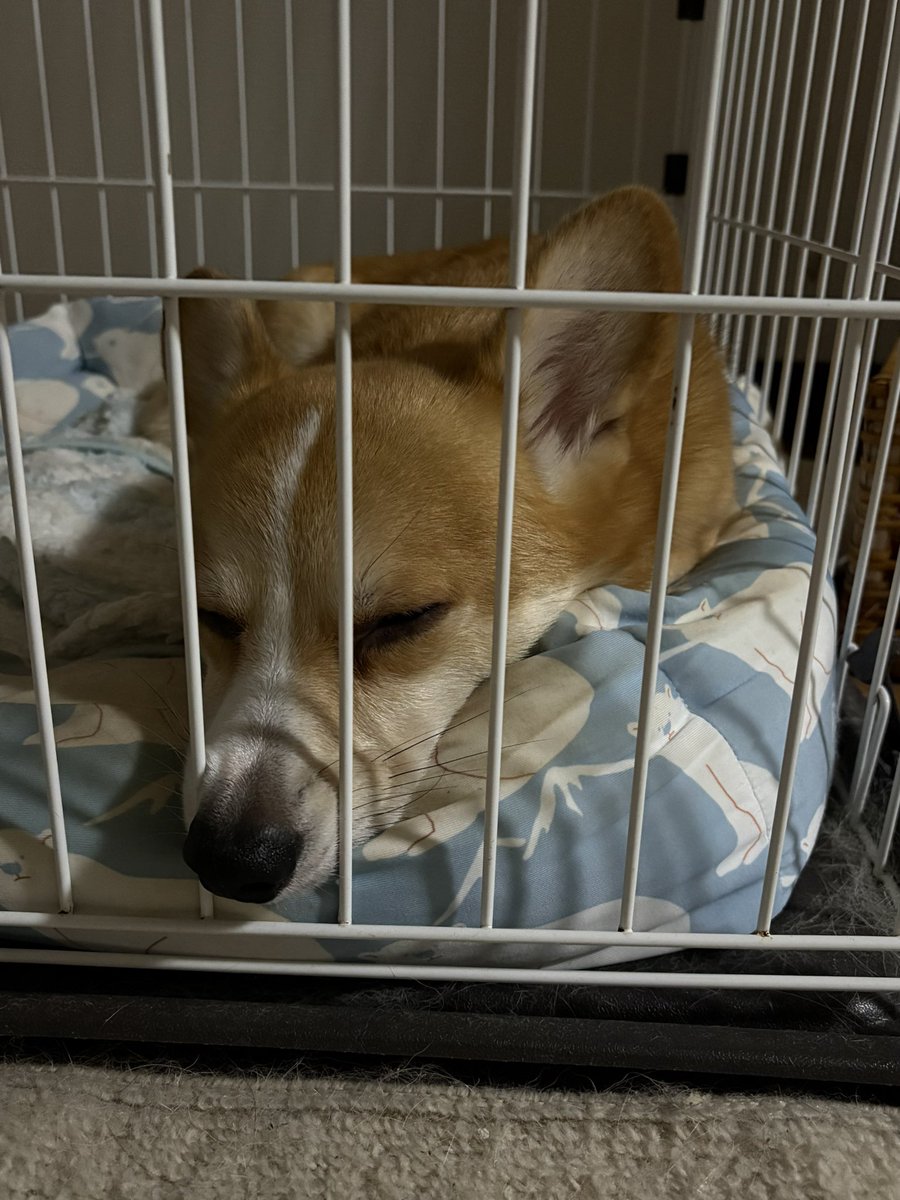 お迎え900日目

おやすみなしゃい😪💤