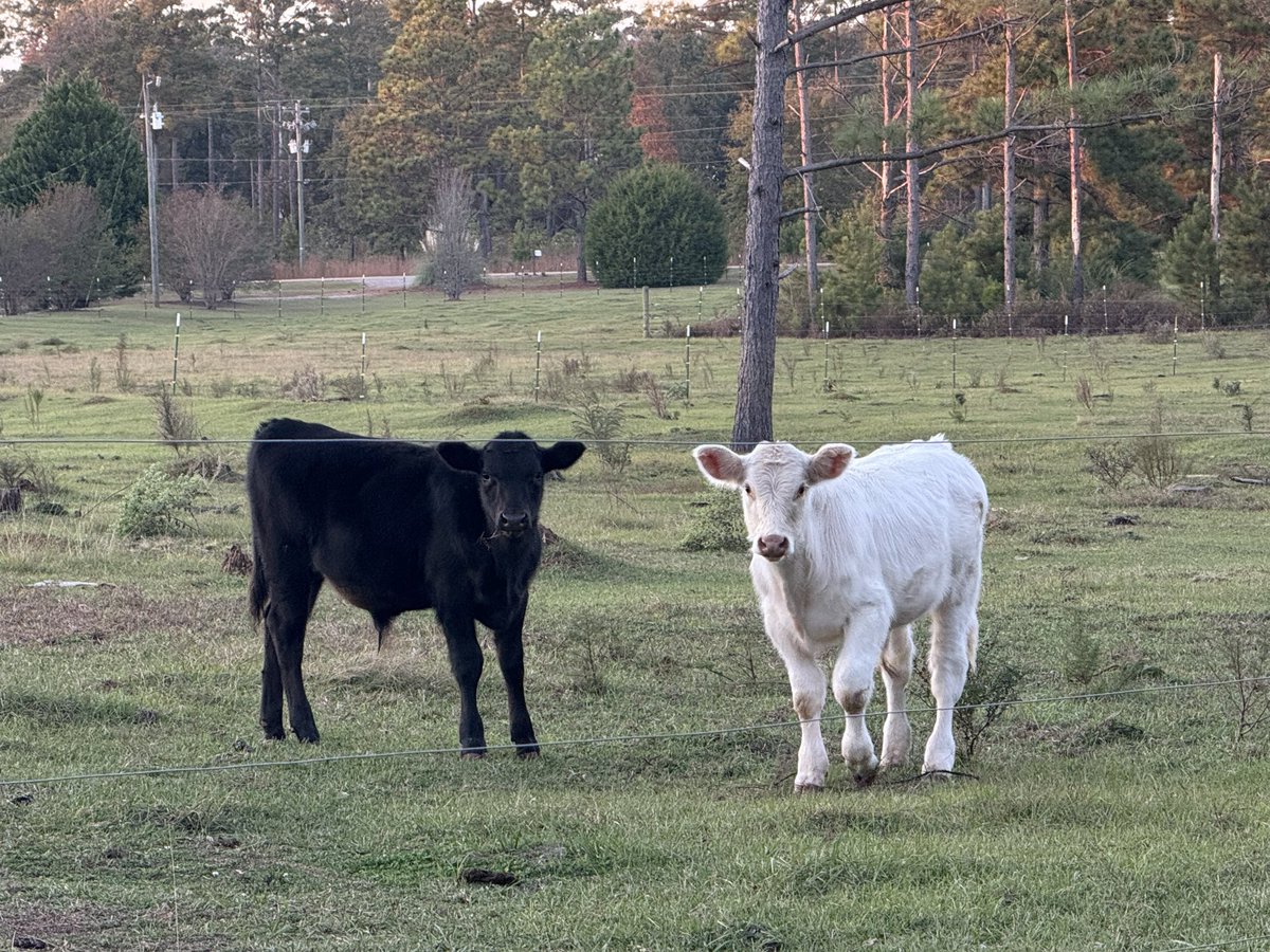 Good morning all from my little farm in Georgia