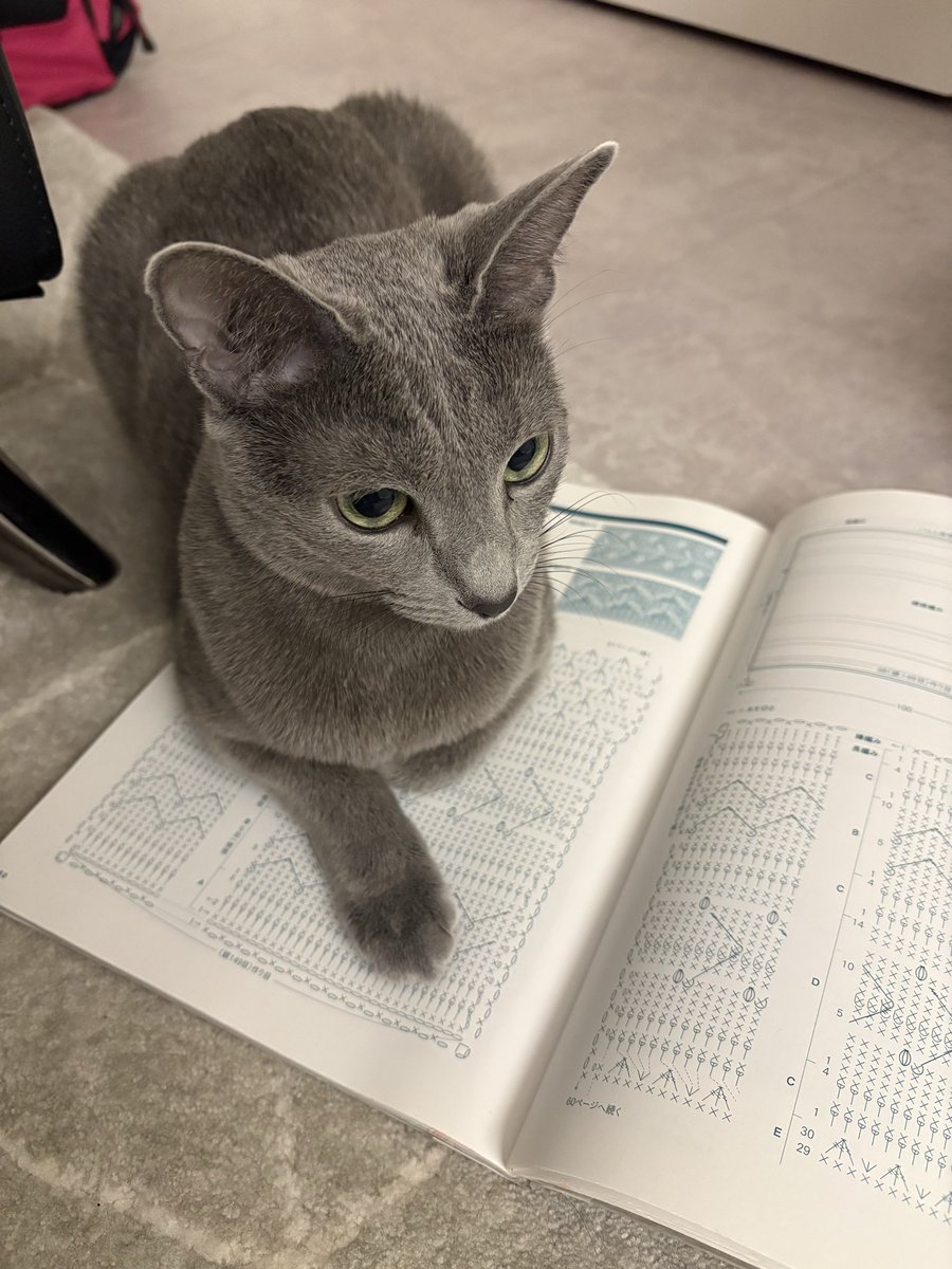 ロシアンブルーのシアン🐈‍⬛ (@kana_cosme123) / Posts / X