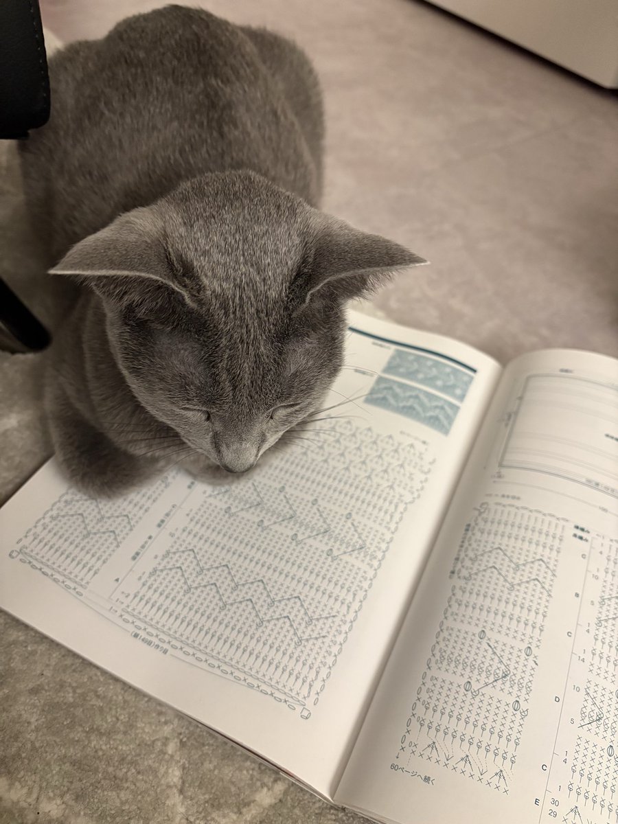 ロシアンブルーのシアン🐈‍⬛ (@kana_cosme123) / Posts / X