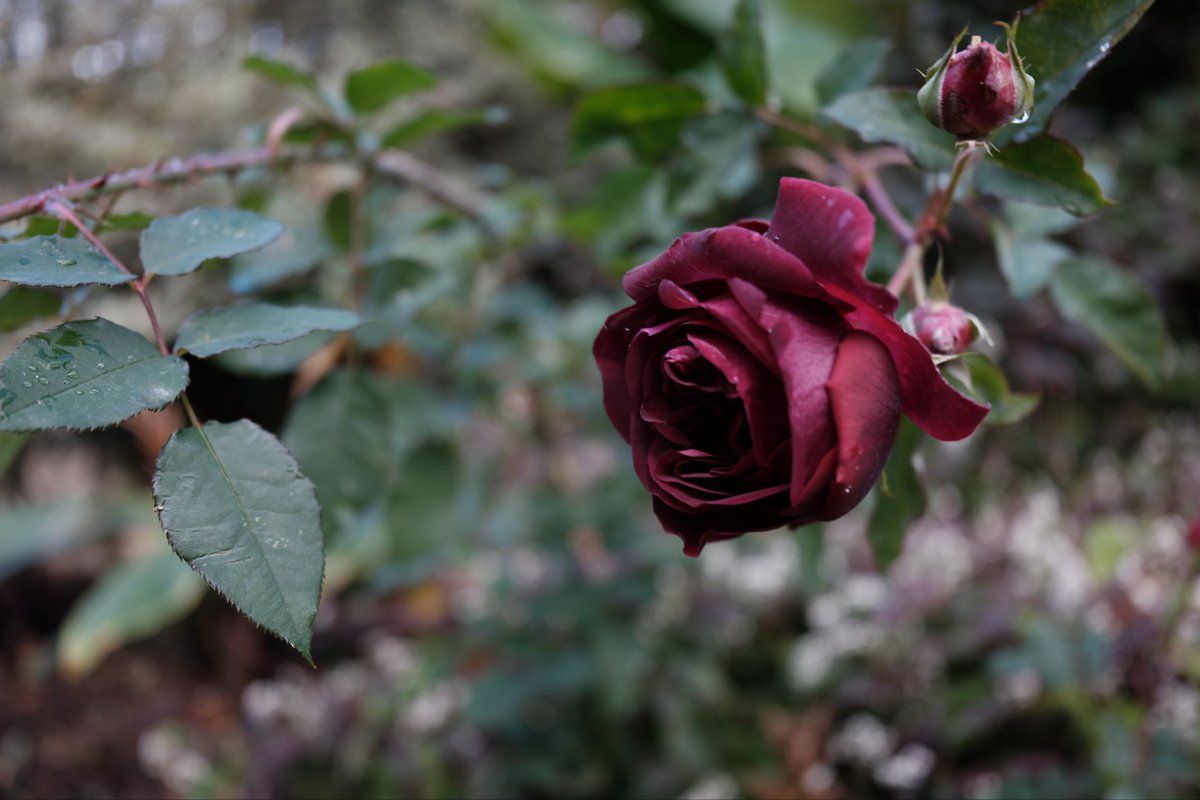 Lain Matsuoka/松岡 玲音 tweet media