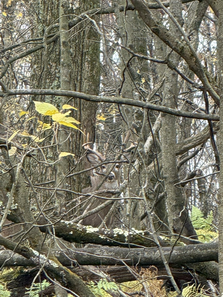 The amount of bucks I see on this lease road should be illegal.