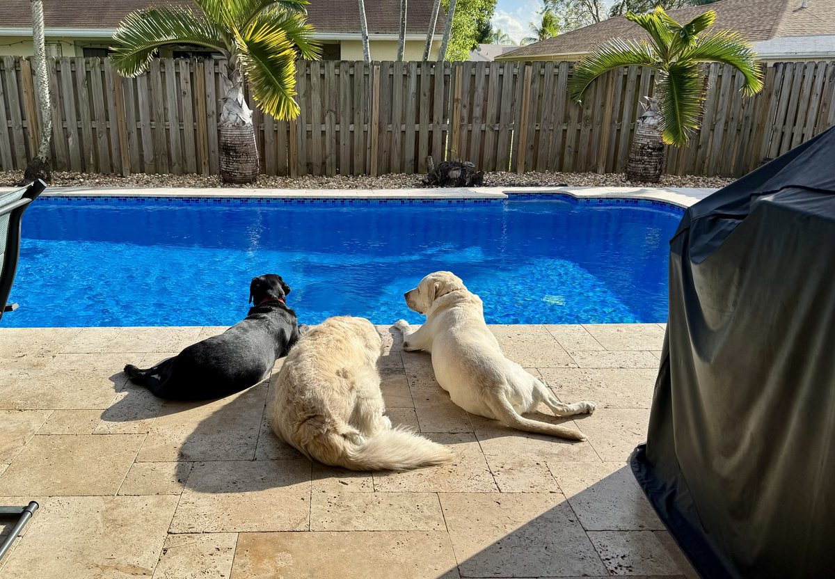 OscarTherapyDog's tweet image. Enjoying the early morning by the pool. #poolside #sunday #weekend #relax