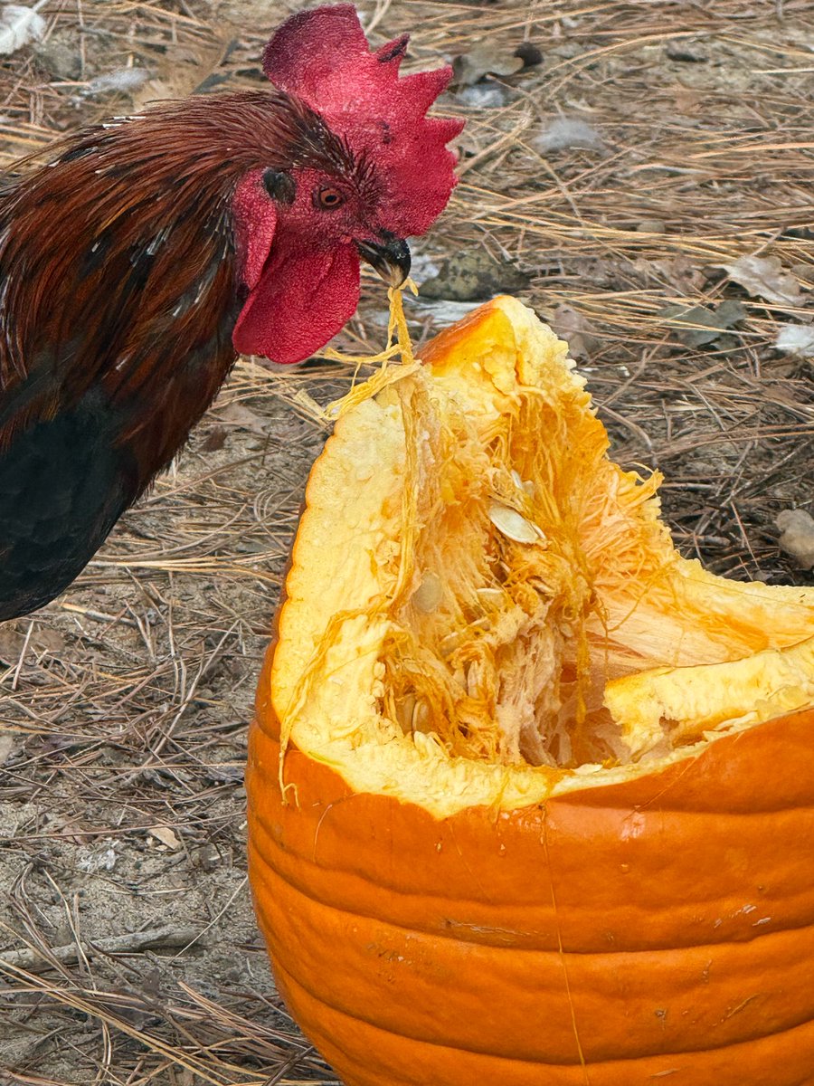 coconut_208's tweet photo. Pumpkin time 🎃 https://t.co/hiKPyVofsm