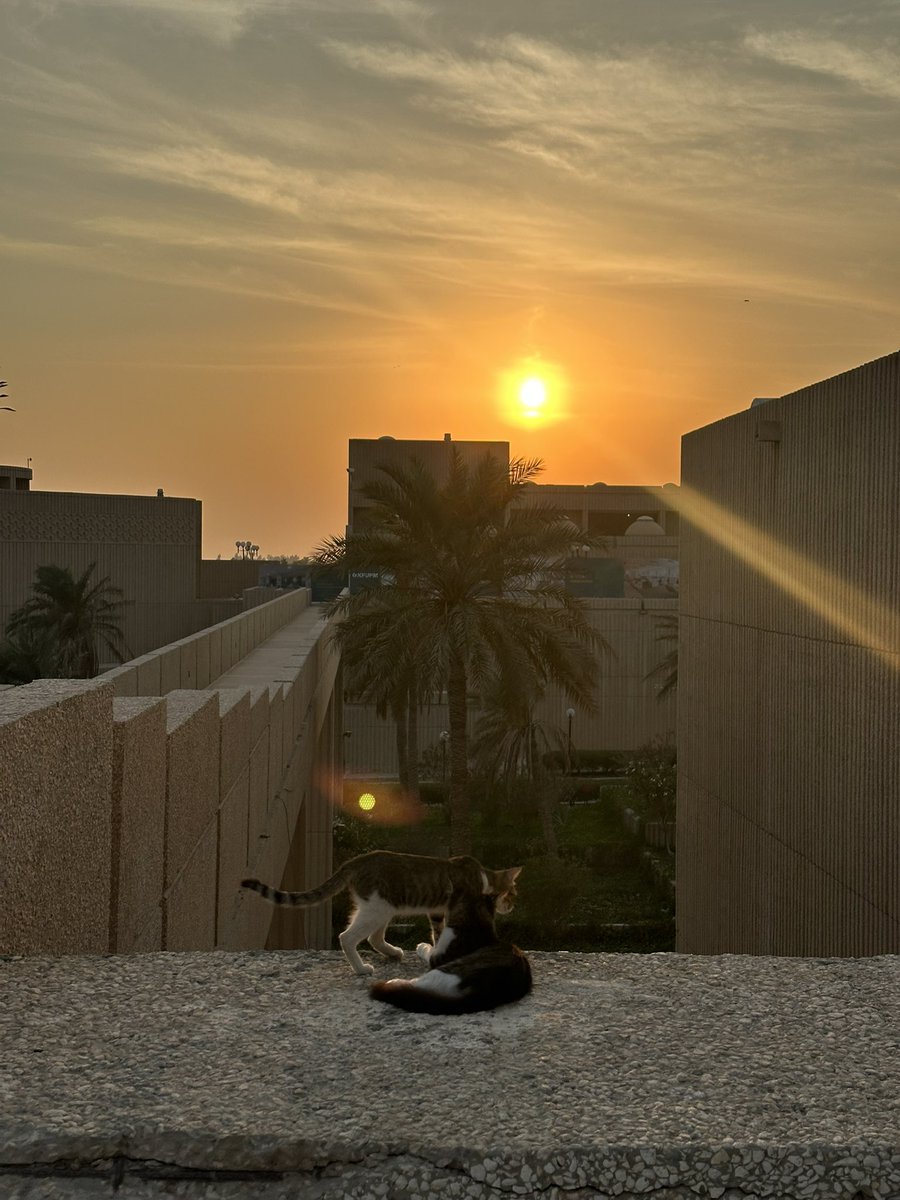 🐈🌇❣️