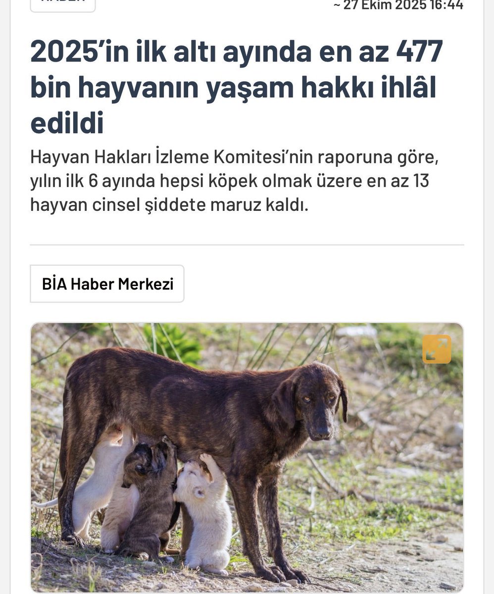 Dilaraerkmen_'s tweet photo. Please start with Türkiye.
The cruelty of the century is unfolding.
In just six months following the law, 457,000 dogs' rights to life have been violated.
A horrific perception campaign is being waged on social media.
We can't reach the dogs that were quickly collected.
Even adoptions are subject to excessive legal procedures.
Dogs in Türkiye are crying out for help. 😔

#TurkeyHasKatliam