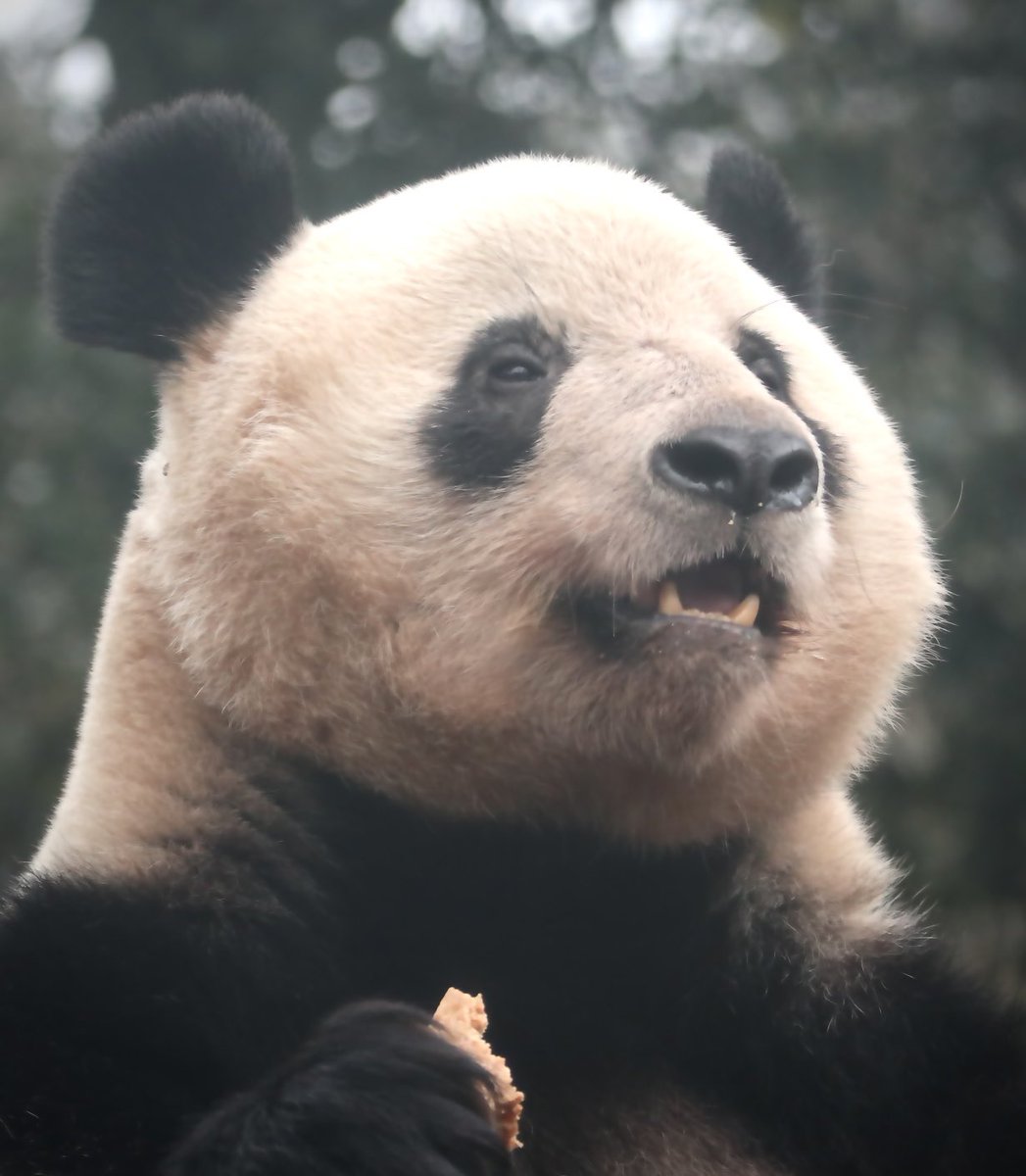 #シャンシャン
ほえー　これおいしいなー