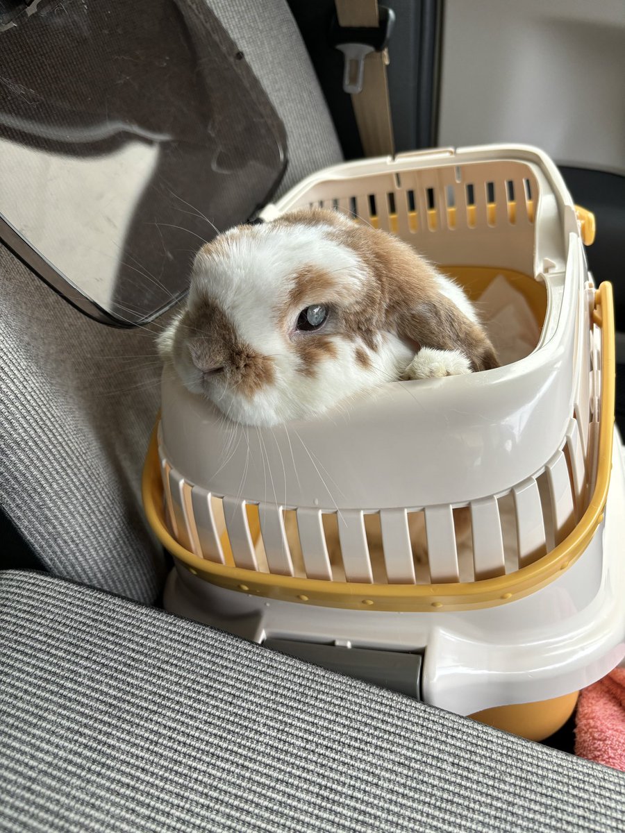 今日も病院頑張ったまーちゃん🐰🍀