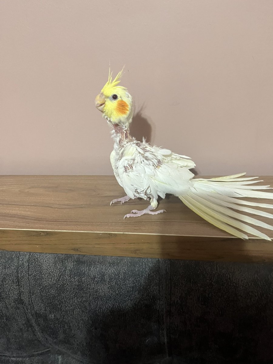 Call Me Zara🐣 tweet media