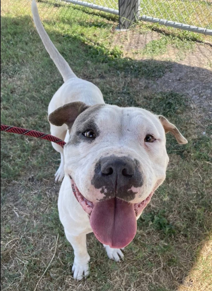 MUFFIN #A383803 4yo,53lbs 
🆘️🆘️OUT OF TIME⌛️ 11/7/25⌛️
Big headed boy is such a lovebug,he has an adorable personality &amp; tons of unconditional love
So gentle,well mannered &amp; eager to plz, he just wants to live &amp; b loved
PLZ #ADOPT #FOSTER OR #PLEDGE FOR RESCUE #CorpusChristi