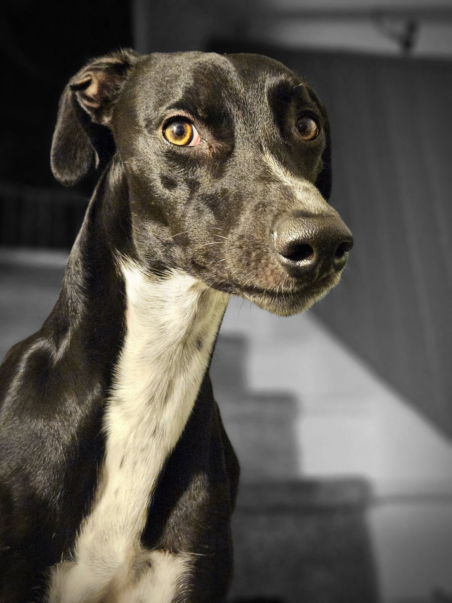 CooperWhippet's tweet image. I may be silly, needy and absolutely bonkers but my goodness I&apos;m a stunning lad 😍🐾💙🐕😊