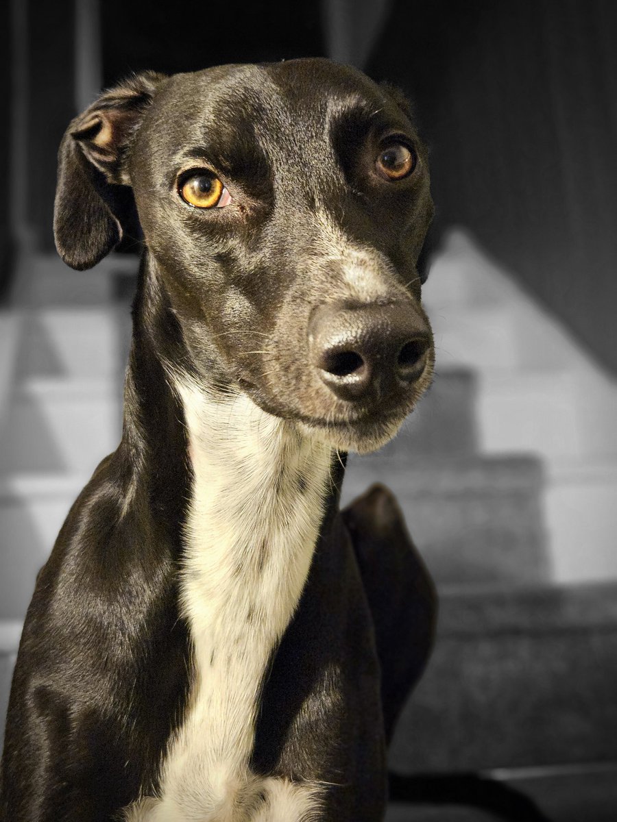 CooperWhippet's tweet image. I may be silly, needy and absolutely bonkers but my goodness I&apos;m a stunning lad 😍🐾💙🐕😊