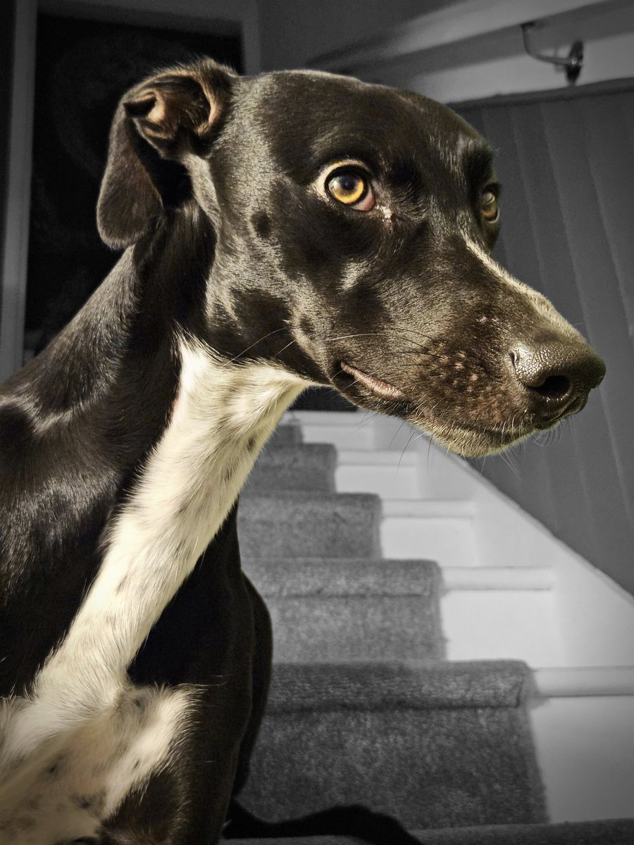 CooperWhippet's tweet image. I may be silly, needy and absolutely bonkers but my goodness I&apos;m a stunning lad 😍🐾💙🐕😊